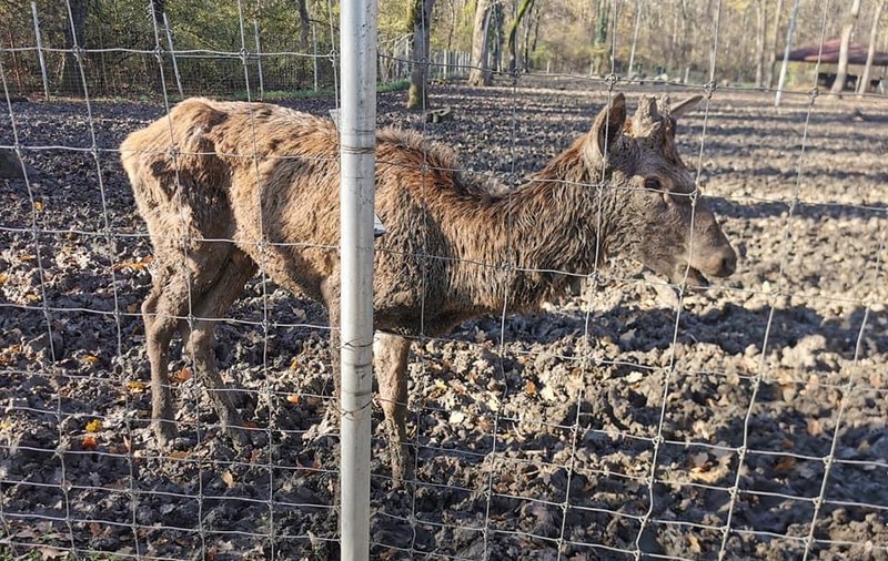 Imagini revoltătoare cu un cerb piele și os, la Zoo Timișoara. „Era lihnit, a mâncat o pâine”. Îngrijitorii susțin că e bolnav și refuză mâncarea