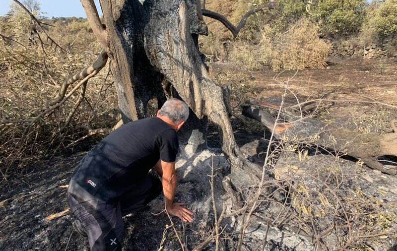 O comunitate din Sardinia s-a mobilizat pentru salvarea unui măslin cu o vechime de aproape 2.000 de ani, care a ars în incendiile din iulie