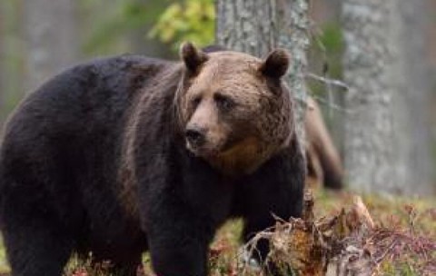 Oraşul în care urşii au ucis 6 oameni într-o singură lună. Ce a declanşat seria de atacuri