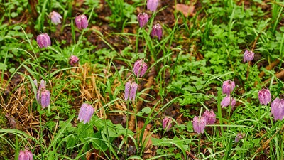 Laleaua pestriță - Foto Cristi Nicolae Caval - facebook