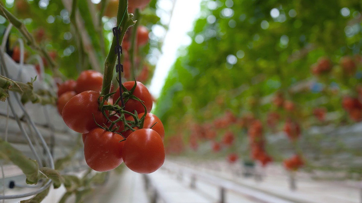 Imaginea surprinde roșii coapte, crescute în seră, atârnând în ciorchini pe vrejuri susținute de sisteme de prindere. În fundal se observă rânduri lungi de plante cultivate în spațiu controlat, sugerând o producție agricolă intensivă.