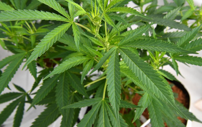 Încă un stat american a legalizat consumul de marijuana. În Chicago se vând bilete să stai la coadă pentru prima achiziție legală