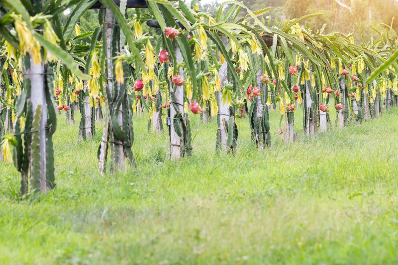 Planta de fructul dragonului