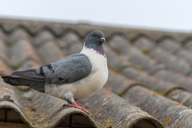 Columba livia f. domestica