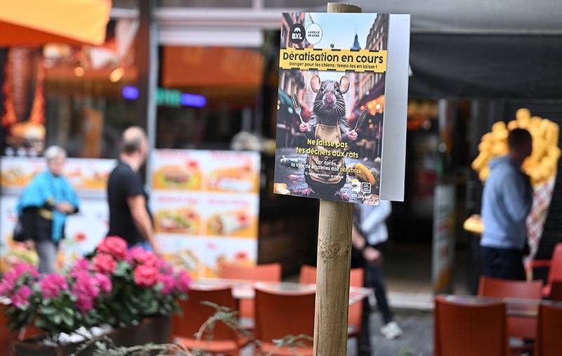 Șobolani în Bruxelles