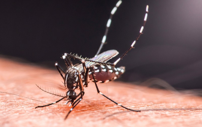 Cum se pot proteja turiștii de boli tropicale în vacanțele exotice: ce este virusul Chikungunya