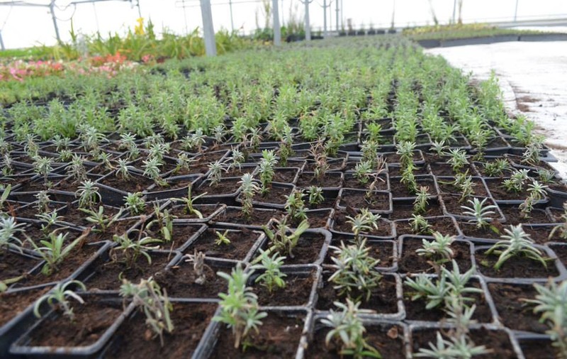 EXCLUSIV/ România, cea mai mare putere în Europa la producția de goji. Cum a reușit un român să aclimatizeze planta din Tibet la Satu Mare
