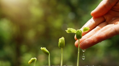 Curiozități despre plante