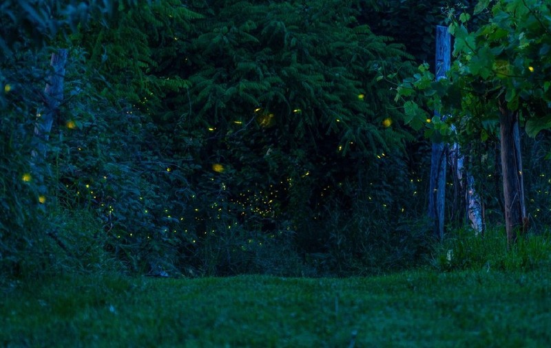 Am putea fi ultima generație care vede licurici. De ce dispar insectele care ne luminau nopțile