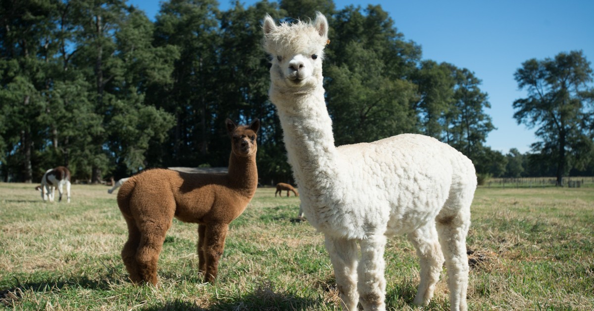 O alpaca albă și o alpaca maro, într-un luminis. În spatele lor sunt mai multi copaci