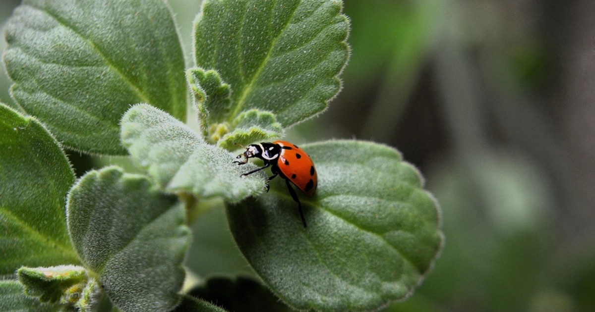 Curiozităţi despre buburuze – de ce sunt nişte insecte utile