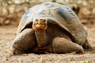 Țestoasa de Galapagos