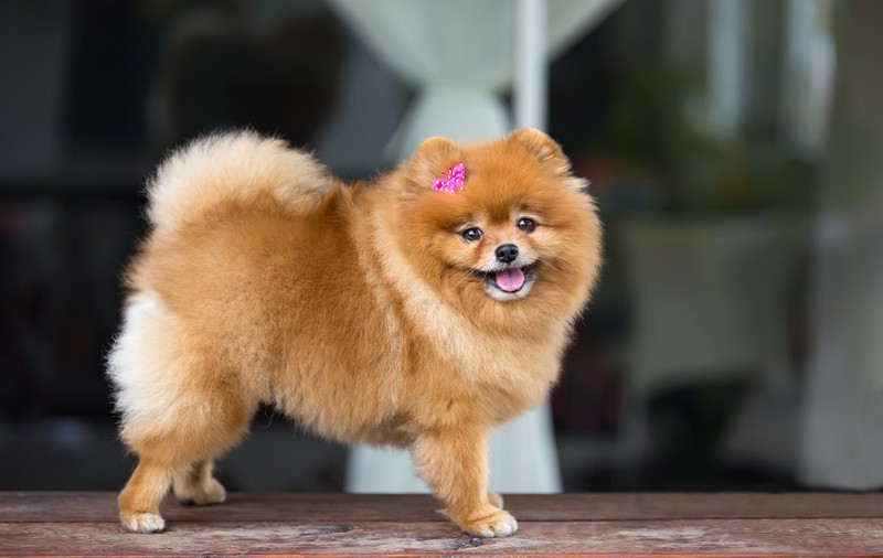 Pomeranian - temperament, dresaj și caracteristici