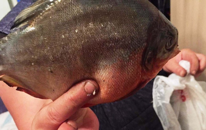 Pește piranha, prins într-un baraj din Baia Mare