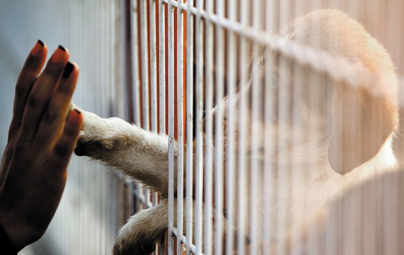 Libertatea te ajută,  Cum pot afla detalii despre excursia la adăpostul de animaleTanganu?