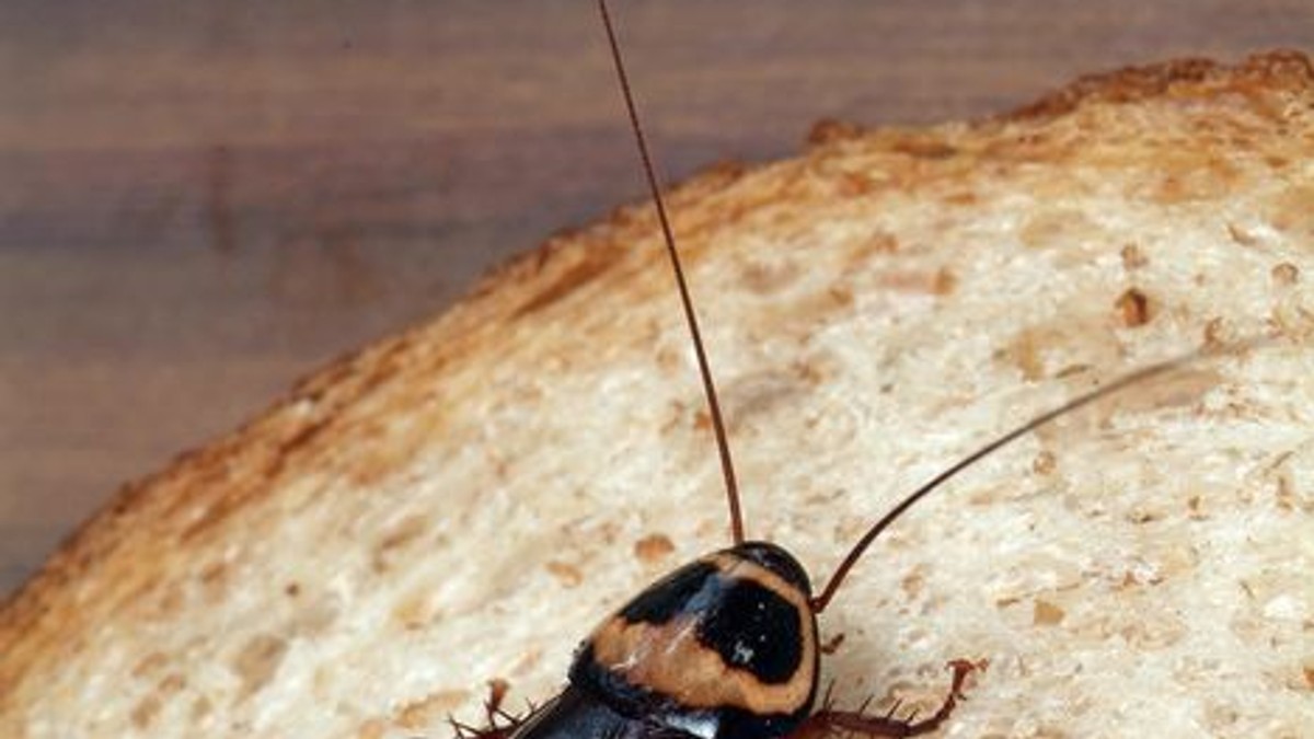 Arhiva foto