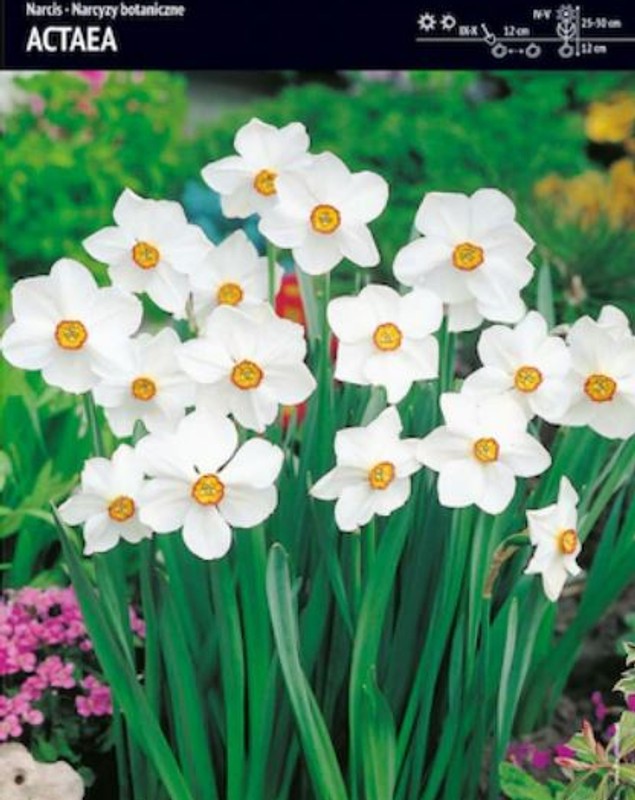 Poiana Narciselor. Locul fermecat din România cu milioane de flori
