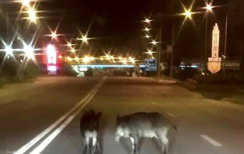 Doi porci mistreți în mijlocul străzii, la Oradea. Un șofer a oprit și le-a făcut o poză