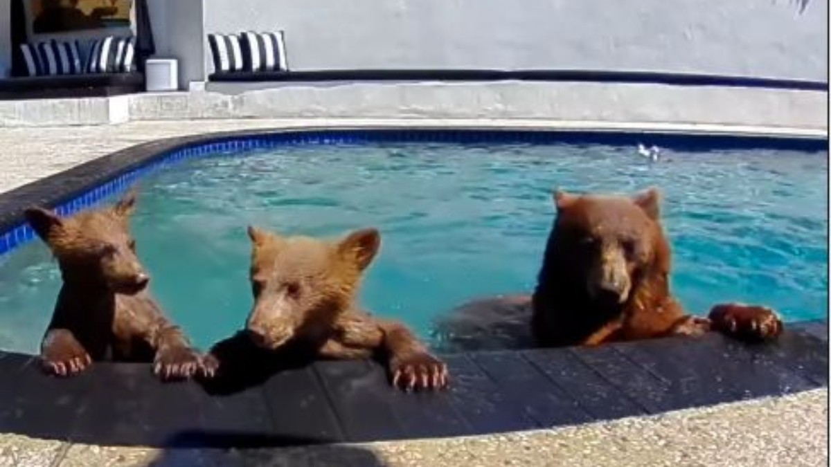 Trei urși bruni, în timp ce fac baie într-o piscină