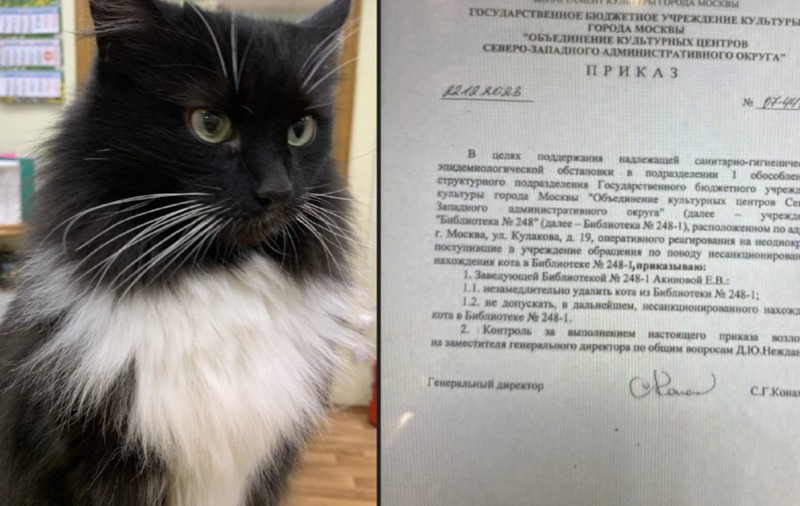 Motanul Markiz, care locuia de 8 ani într-o bibliotecă din Rusia, dat afară după denunțul unui pensionar | VIDEO