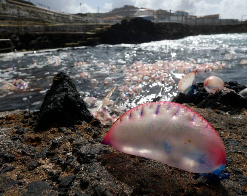 Creaturi veninoase cu tentacule de 30 de metri invadează plajele din Europa. Peste 1.000 de cazuri în doar două săptămâni