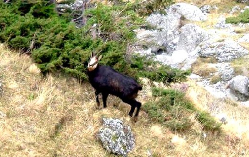 O capră neagră a fost împușcată de braconieri în Parâng. Doi români și doi austrieci, prinși de jandarmi