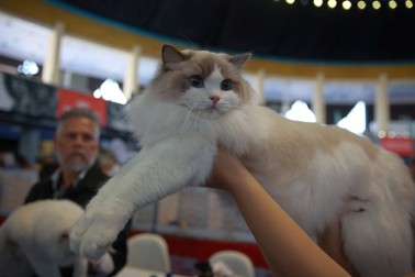 Campionatul Mondial Felin - FIFe World Winner Show. Foto: Eli Driu (Libertatea)