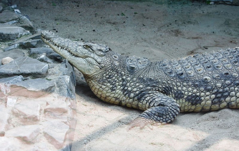 Scene ŞOCANTE! Răzbunarea CROCODILILOR! Ce se întâmplă atunci când CROCODILII ATACĂ! | VIDEO