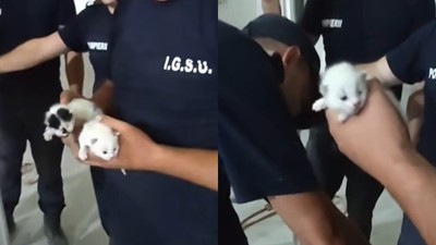 pui pisicute salvati brosteni