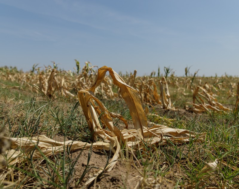 FOTOREPORTAJ Cum arată seceta într-o comună cu finanţări de jumătate de milion de euro pentru agricultori: după subvenţii, deşertul