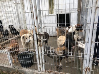 Peste 30 de câini sunt puşi în 3 ţarcuri în Biobaza Năvodari