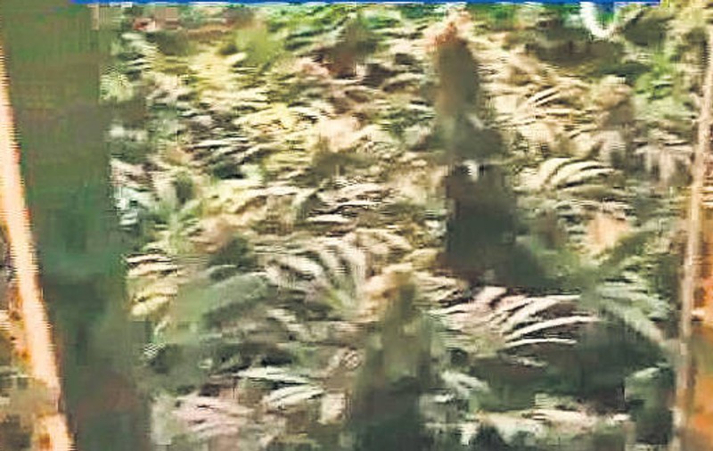Cultivau cannabis în apartamente! Vezi aici ce riscă traficanţii!