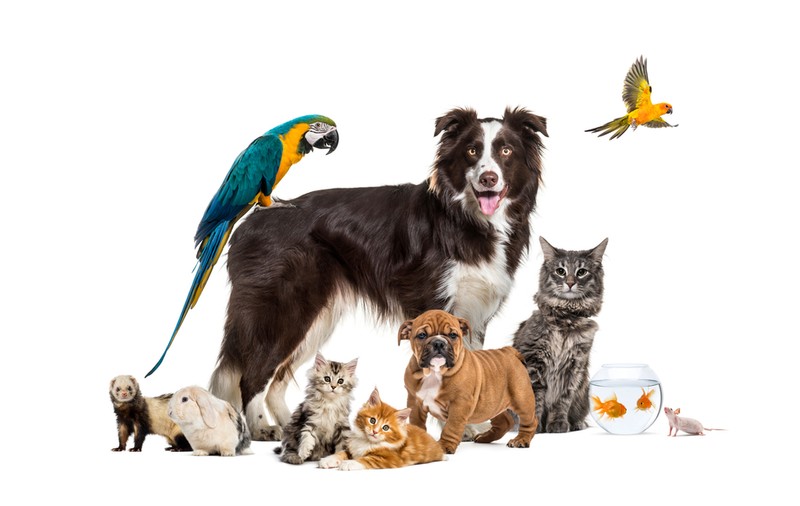 Cum alegi animalul de companie potrivit pentru tine
