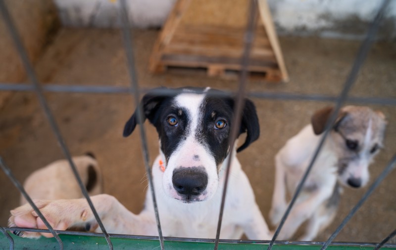 Fiți parte din schimbare: cum putem ajuta animalele fără adăpost de Ziua Mondială a Animalelor?