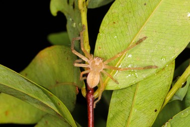 Sparassidae