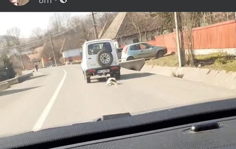 Câinele legat de mașină și târât mai mulți kilometri pe o șosea din Mureș a fost salvat de o asociație pentru protecția animalelor. Șoferul s-a ales cu dosar penal
