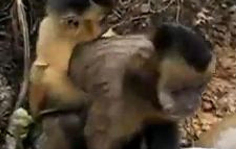 CEA MAI TARE MAIMUŢĂ DIN LUME! După ce vezi ce ştie să facă, SIGUR ai să vrei să o iei acasă! | VIDEO DEMENŢIAL 