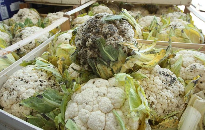 Iată cum poţi să te fereşti de toxinfecţiile alimentare vara