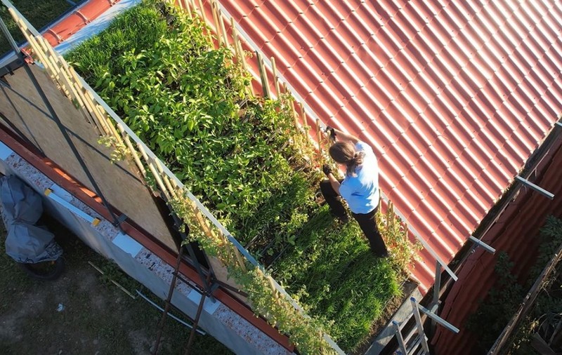 Grădină pe acoperiș și panouri fotovoltaice: soluția inedită a unui informatician din Alba pentru casă verde