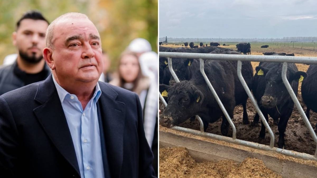 Imagine asociată subiectului: Ferma Black Angus din Cetate a fost amendată cu 40.000 de lei de Apele Române