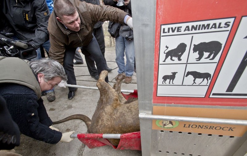 Percheziții de amploare la Nuțu Cămătaru. Anchetatorii căutau un cal de rasă, dar au găsit animale exotice