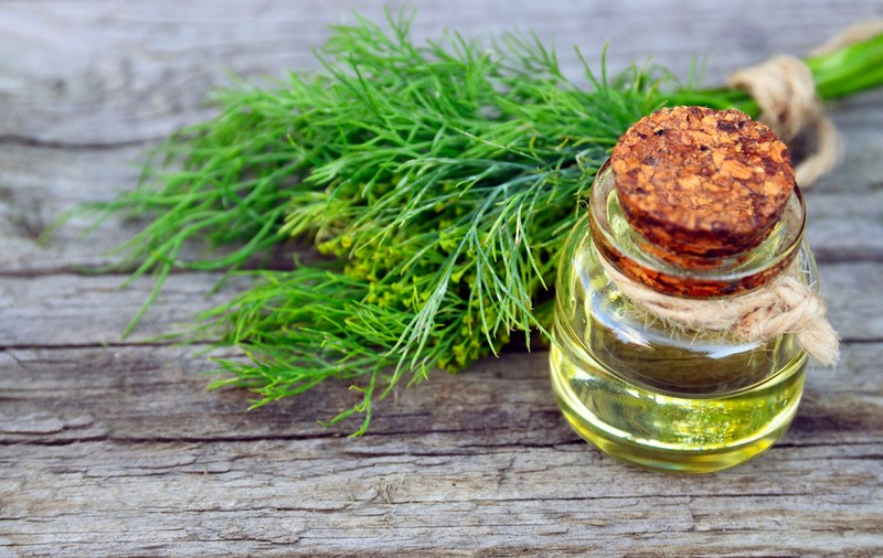 Mărar - beneficii și proprietăți. Cum se consumă planta medicinală care stimulează digestia