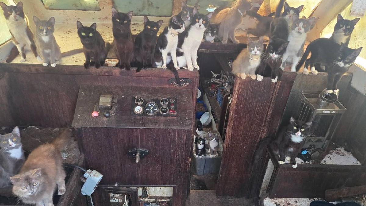 Mai multe pisici stau pe o barcă abandonată
