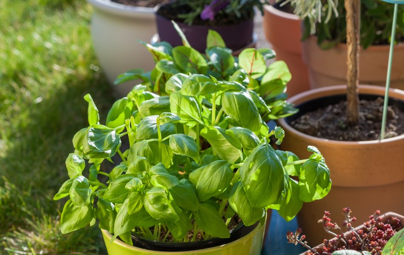Plante care alungă insectele dăunătoare și animalele din grădină în mod natural