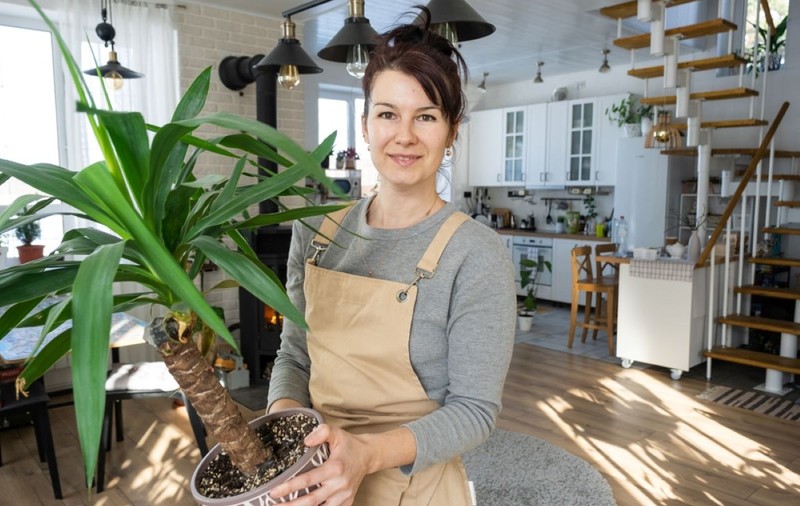 Yucca şi Dracaena - sfaturi de îngrijire pentru plante mereu verzi