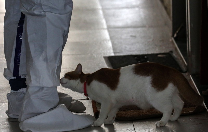 Studiu. Persoanele infectate cu coronavirus trebuie să se izoleze de animalele de companie la fel cum o fac față de alți oameni