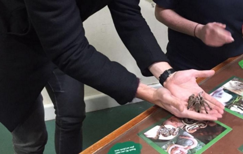 Fundașul român și tarantula