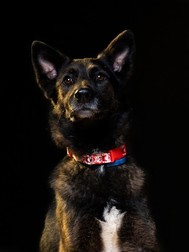 Challapa este un câine salvator care a participat la o misiune de salvare după cutremurul din Albania de acum doi ani. Foto: Fundația Comunitară București