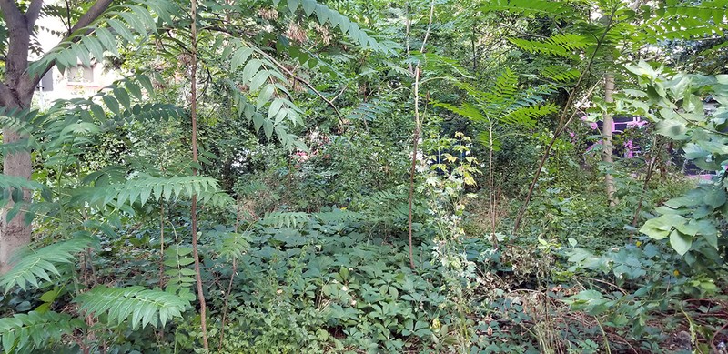 BALTAGULUI - spațiu aflat între blocurile de lângă Liceul Ion Barbu, plin de buruieni