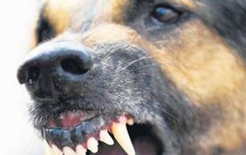 S-a dat verdictul în cazul unui bătrân ucis de câini. Vezi ce a păţit proprietarul animalelor!